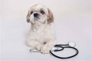 cachorro de pequeno porte deitado com as patas cruzadas em cima de um estetoscópio