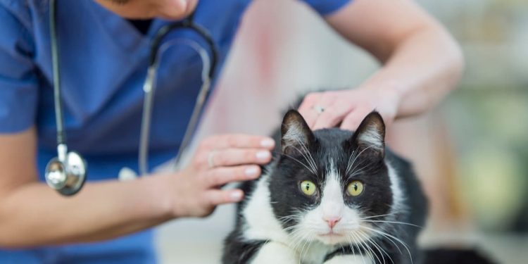 doencas comuns gatos