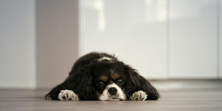 cachorro sozinho em casa