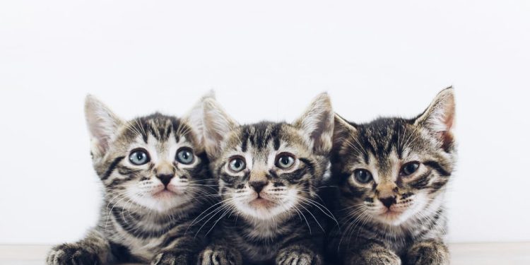 como cuidar gatos filhotes