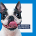 Foto de cachorro bulldog com a língua para fora e texto: se você abriu um petshop...