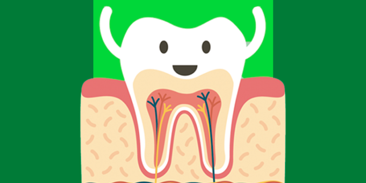 ilustração que mostra uma parte da estrutura interna do dente que está sorrindo e levantando os braços