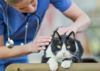 Um médico veterinário analisando um gato